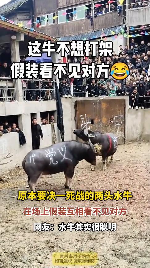 这牛不想打架，假装看不见对方。
发布时间：(4月30日)。原本要决一死战的两头水