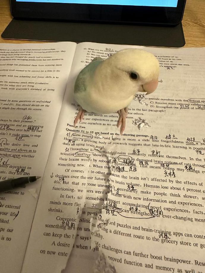 小鸟帮人消灭作业计划 