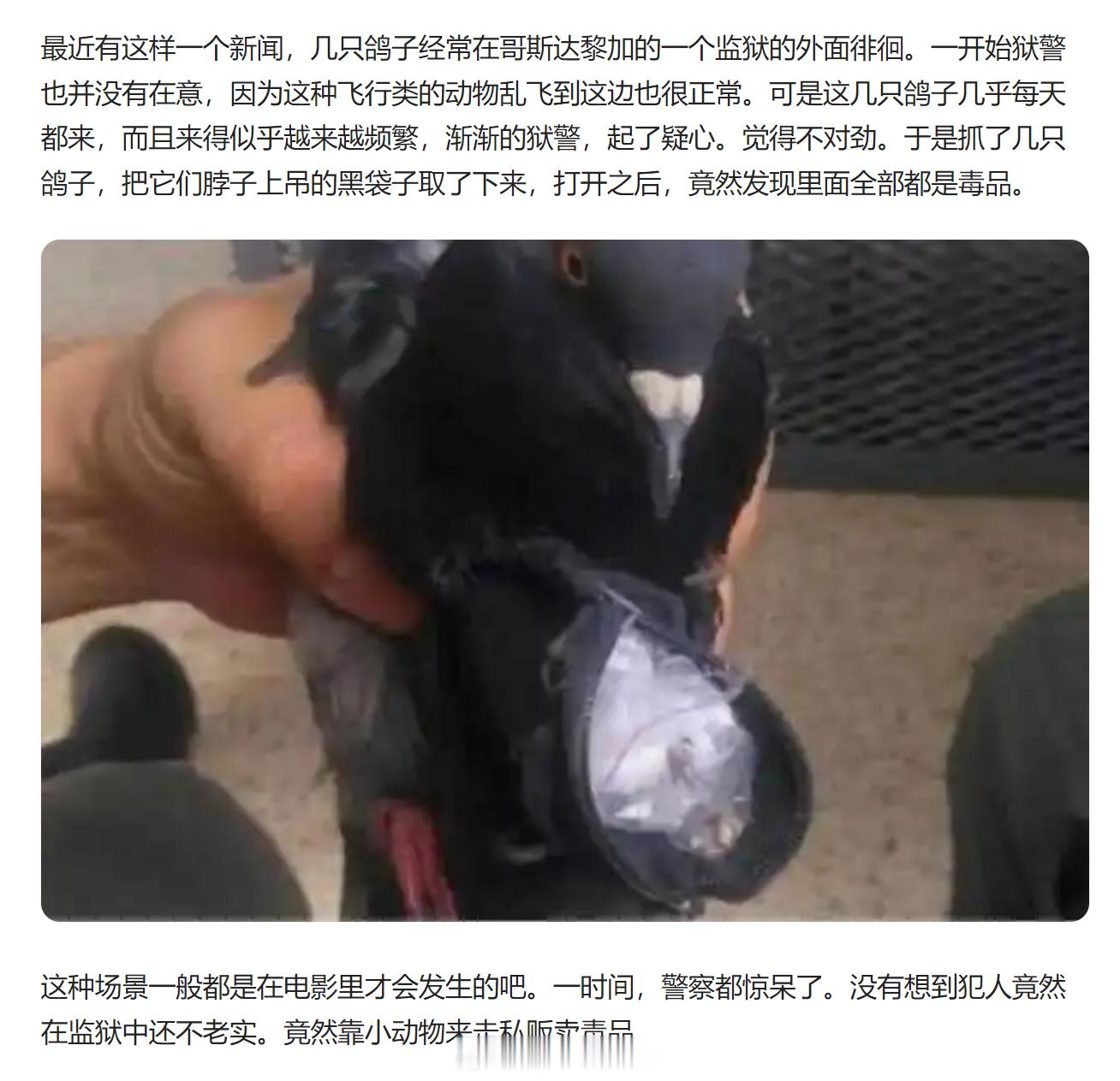 一只猫向监狱走私毒品被抓 2018年就有报道，哥斯达黎加的监狱中，有犯人用鸽子运