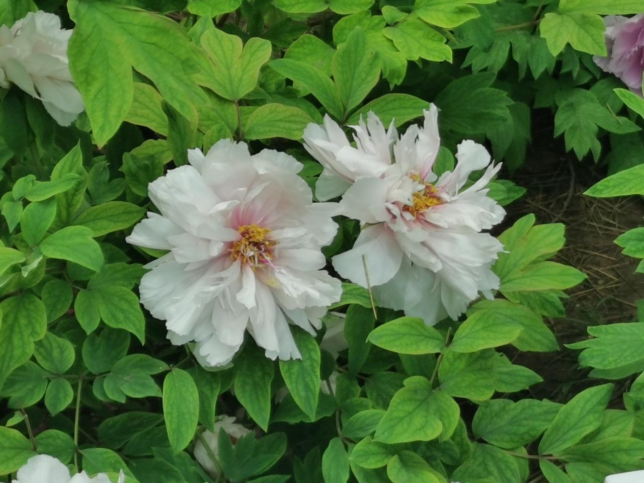 牡丹盛开。拍摄于石家庄长安公园