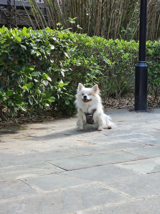 我的小狗闪闪发亮🌟
