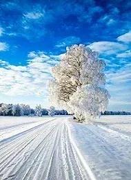 #说一句带‘雪’的诗句#风雨送春归，飞雪迎春到！