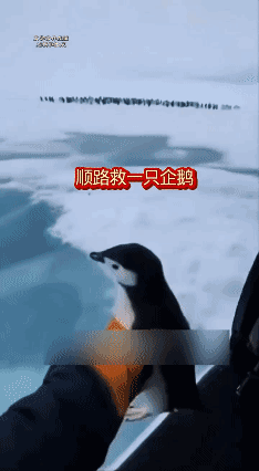 鹅鹅🐧得救啦，熊熊🐻怎么办？[捂脸]