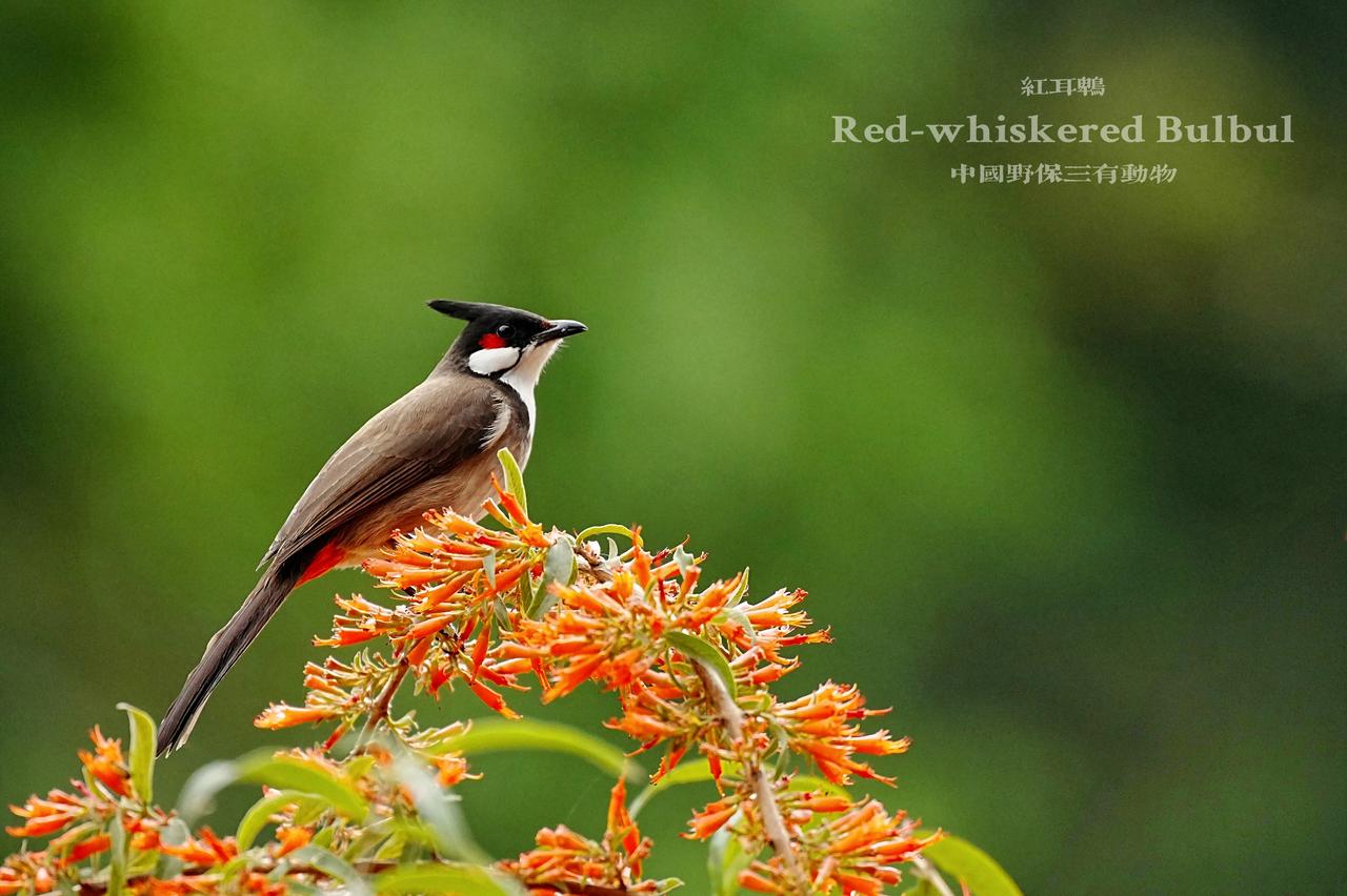 《红耳戏春，羽落橙香》
中国野保三有动物：红耳鹎
橙花摇曳间，一抹红颊掠过，振翅