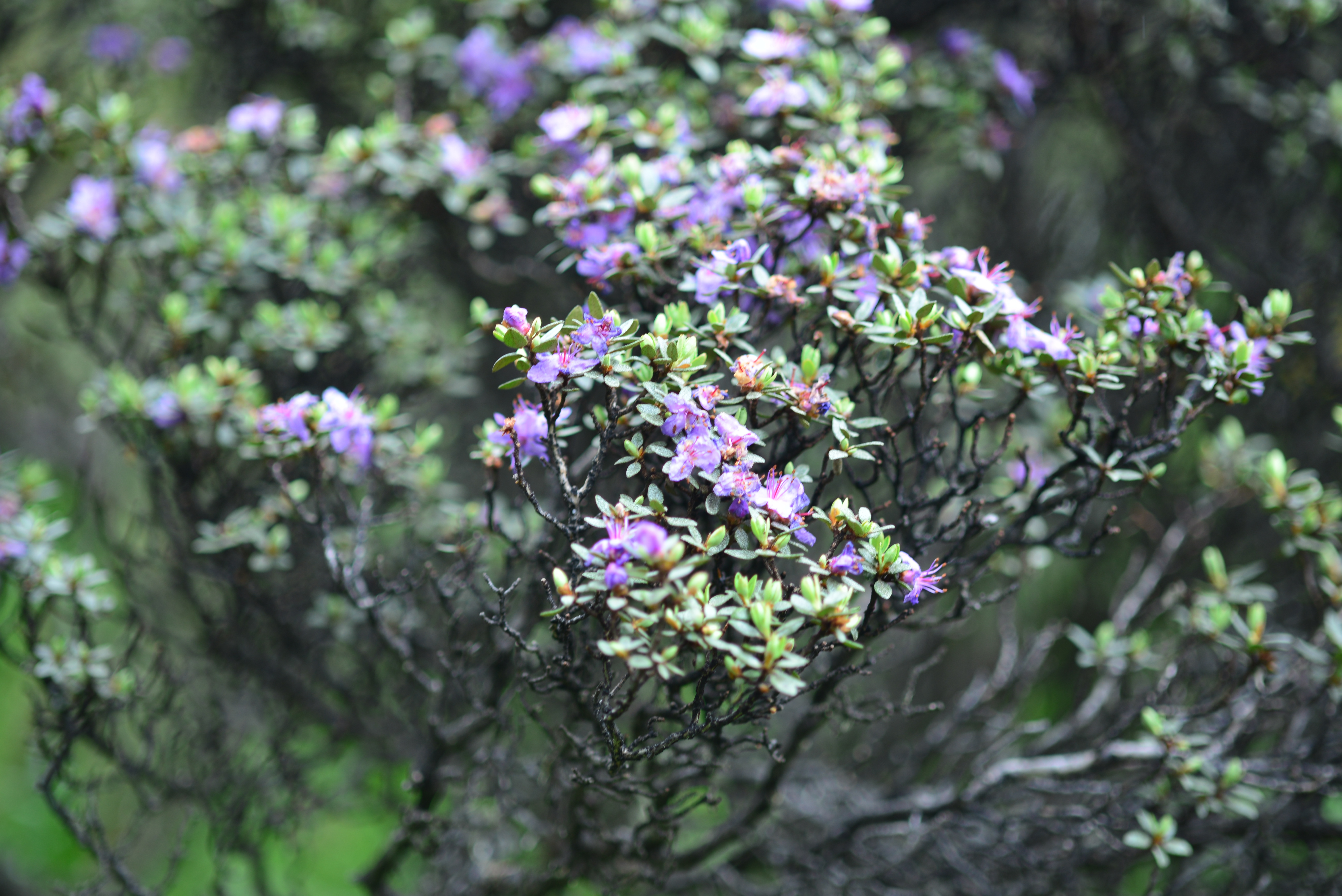 川西的野生矮杜鹃，头花杜鹃Rhododendron capitatum属于杜鹃亚