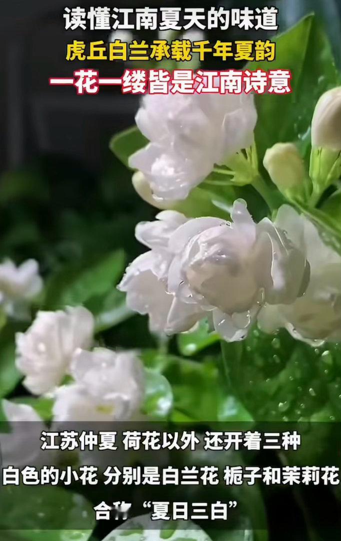 江苏的夏日浪漫是阿婆篮子里的白兰花江苏夏天的小浪漫，全在阿婆竹篮的白兰花里。淡淡