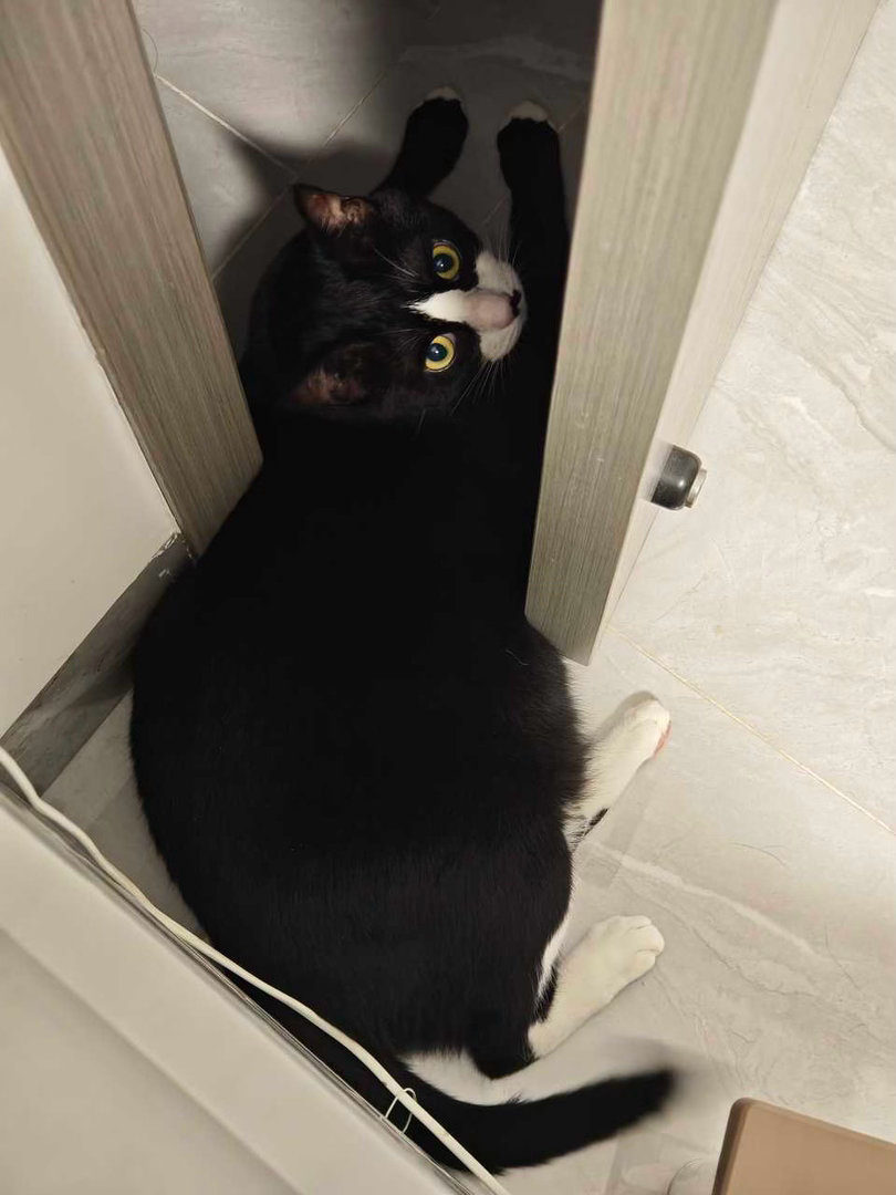 “一奶当关万人莫开！”daily奶牛猫 （投稿：） 