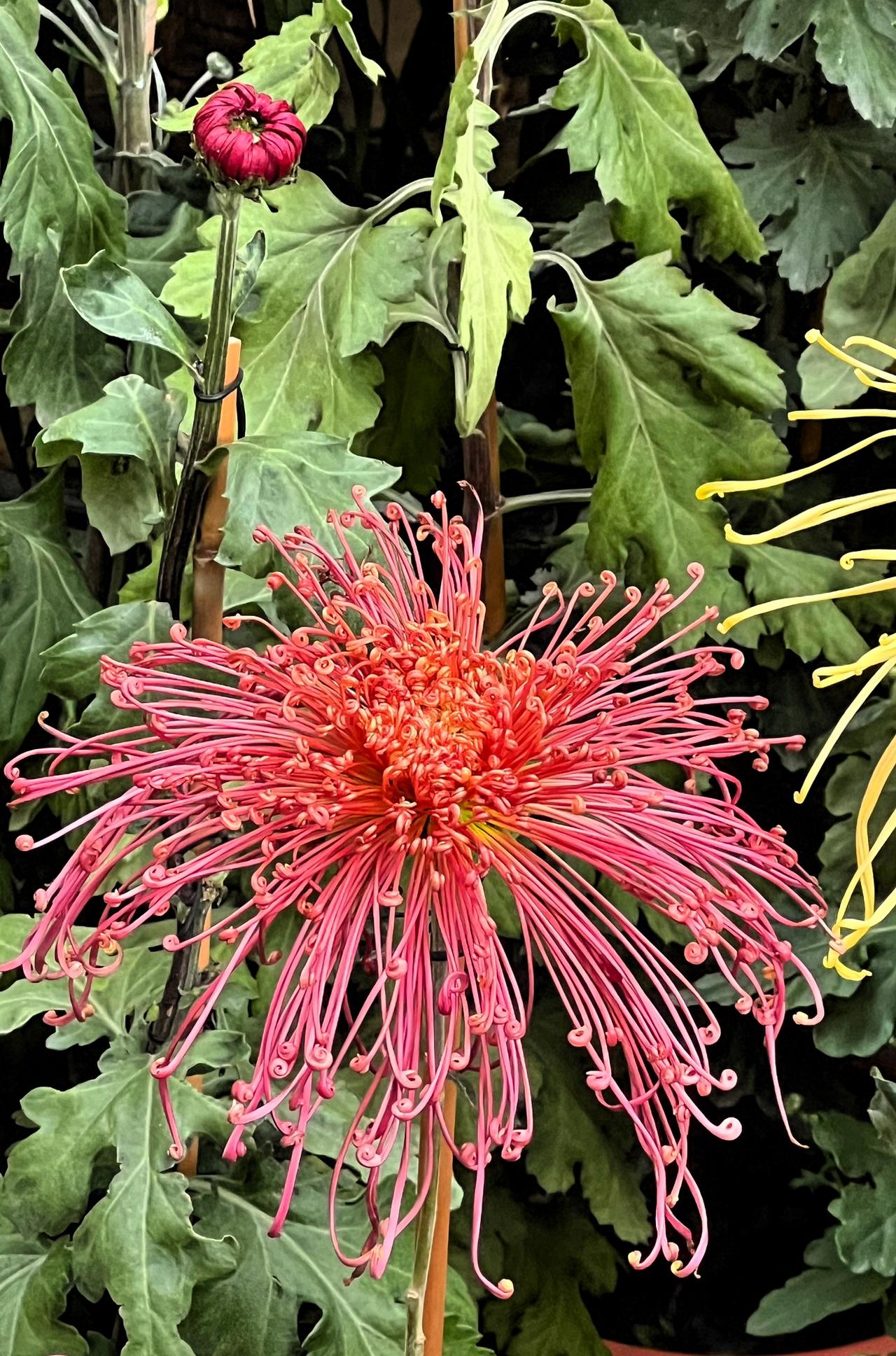 新春佳节，火红的烟花，红艳花丛里，芳华似锦绣。