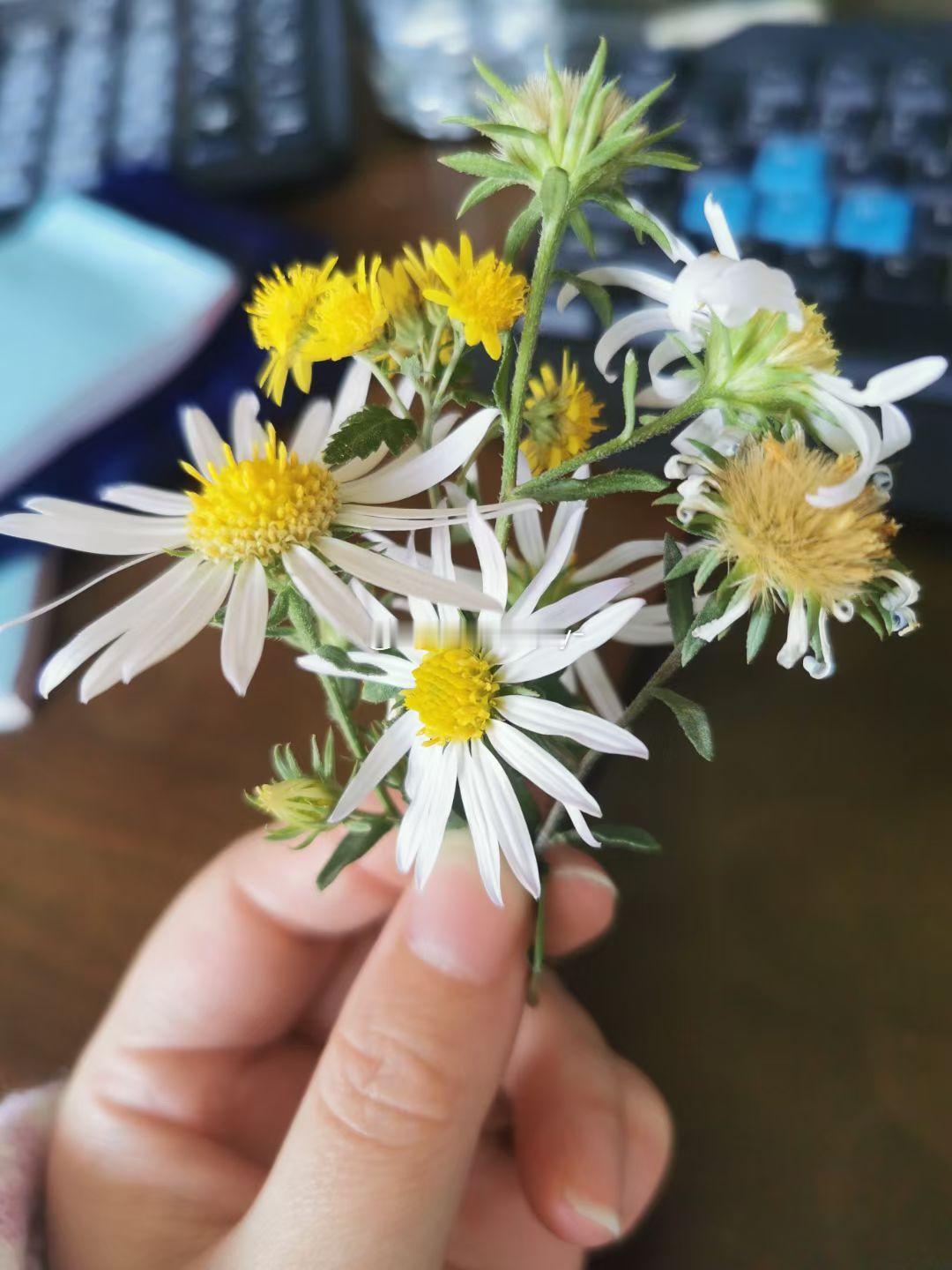 这是什么花[污]怪好看的 ​​​