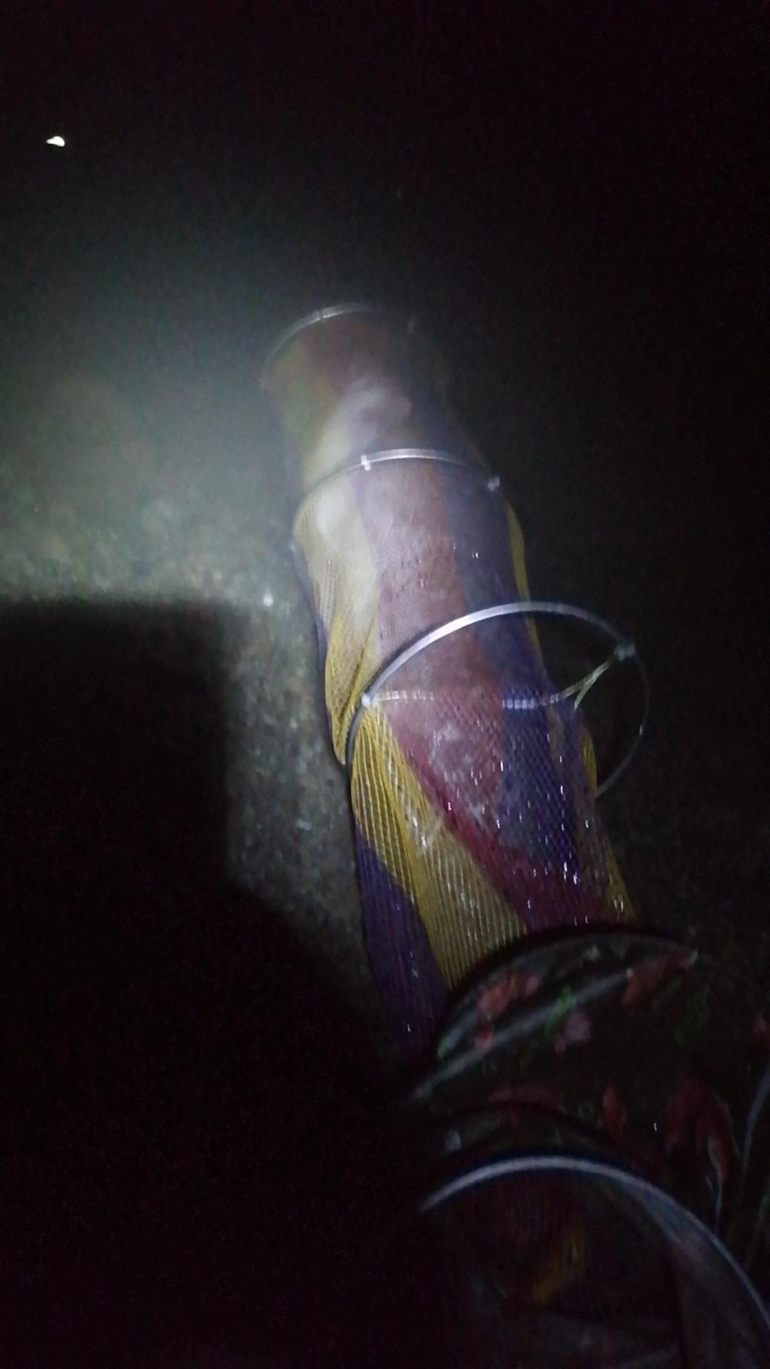 #这鱼哪个钓友看了不羡慕