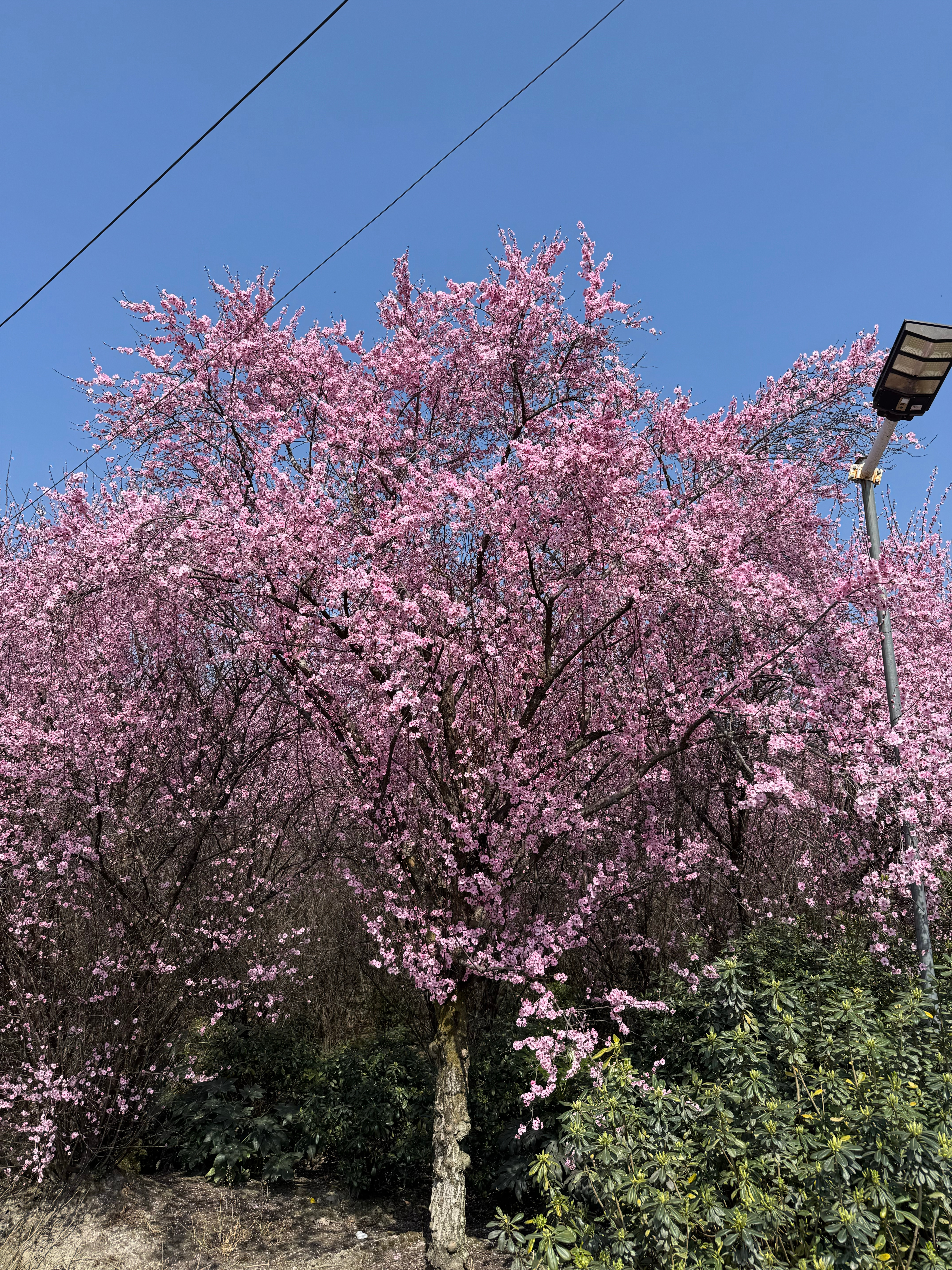 想象一下，中午吃完火锅，然后要去户外喝茶野餐，你们最想吃什么样的甜品呢？ 