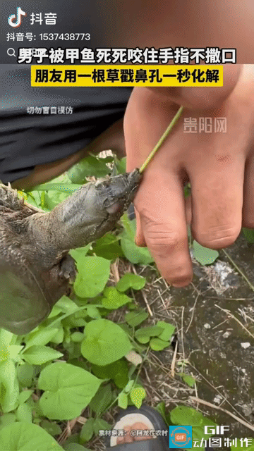 “这招绝了！”江西，男子去钓甲鱼，好不容易钓上一只，不料伸手去抓时被甲鱼死死咬住