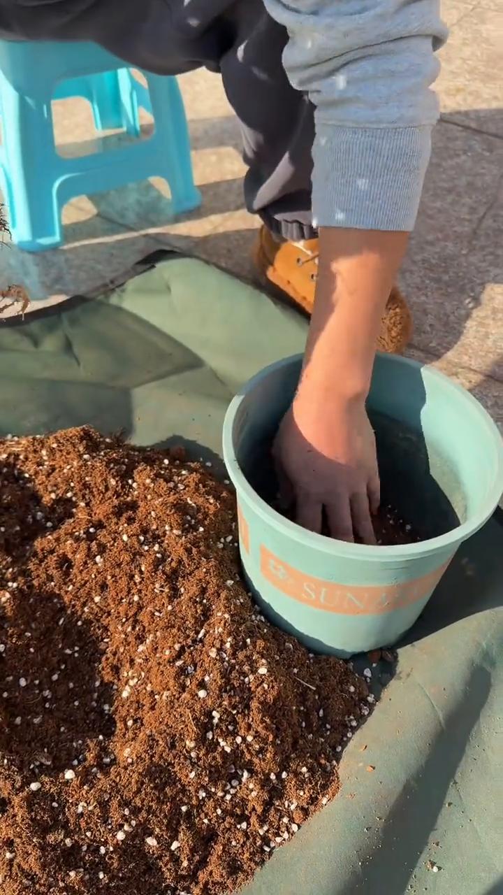 换盆换土万能式。
接下来就用这三盆绿植草本和小灌木做一下最安全的换盆换土的方式。