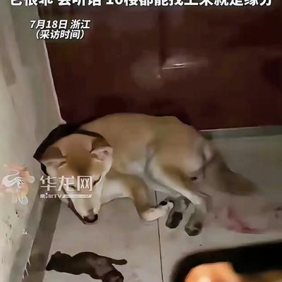 这就是缘分！浙江，女子下班回到家门口后，突然闻到一股血腥味。她赶紧掏出手电筒，光