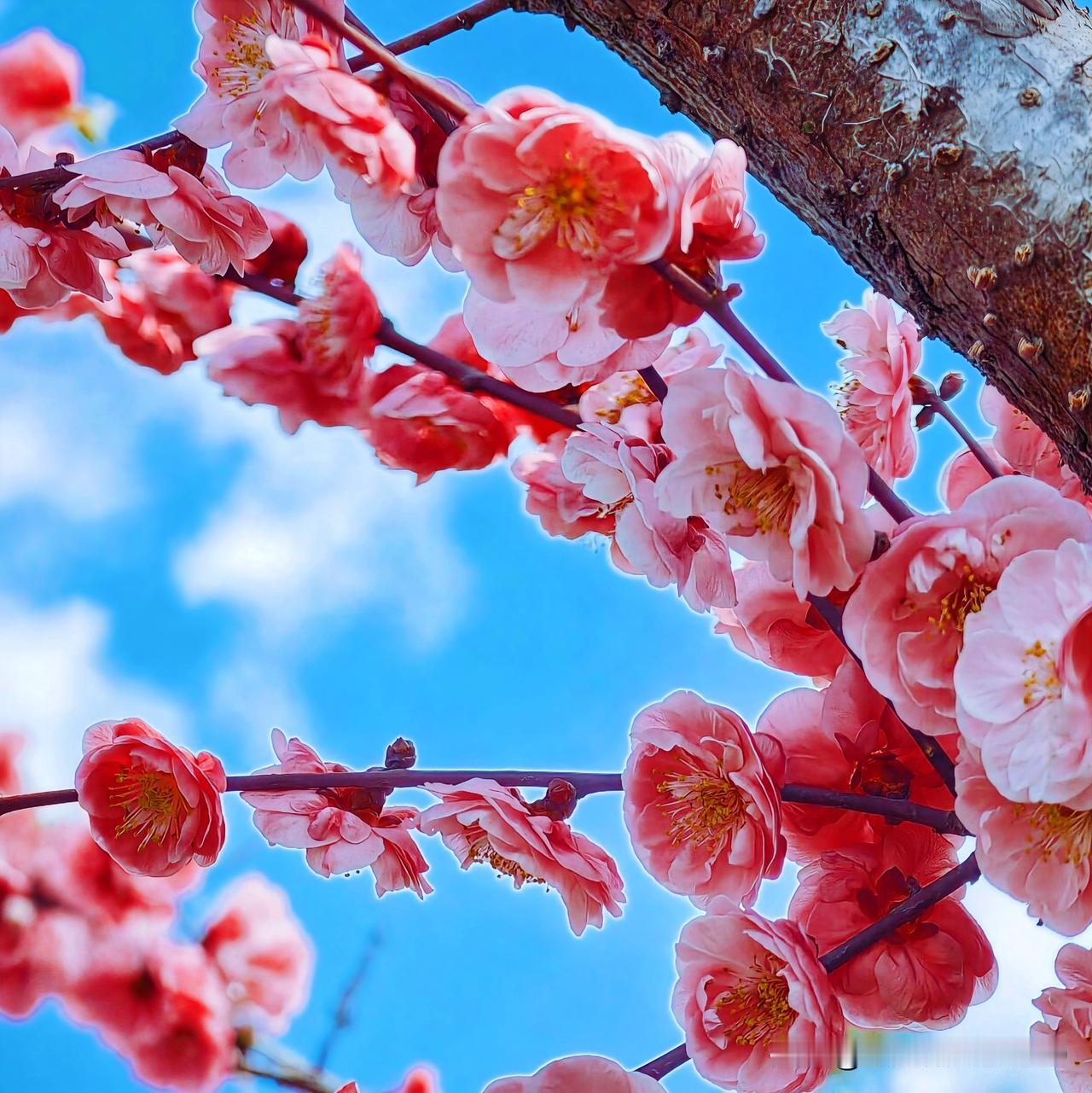 阳春三月，正是樱花烂漫时。我去了南向店乡王母观风景区，那里的万亩野樱花惊艳了我。