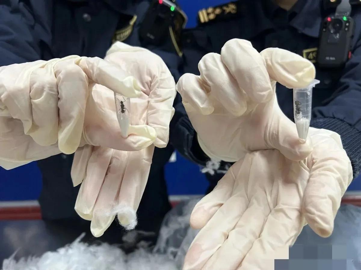 枕头藏42只活体蚂蚁入境被查！湖南首次截获两种“猛蚁”，背后风险细思极恐
 
细