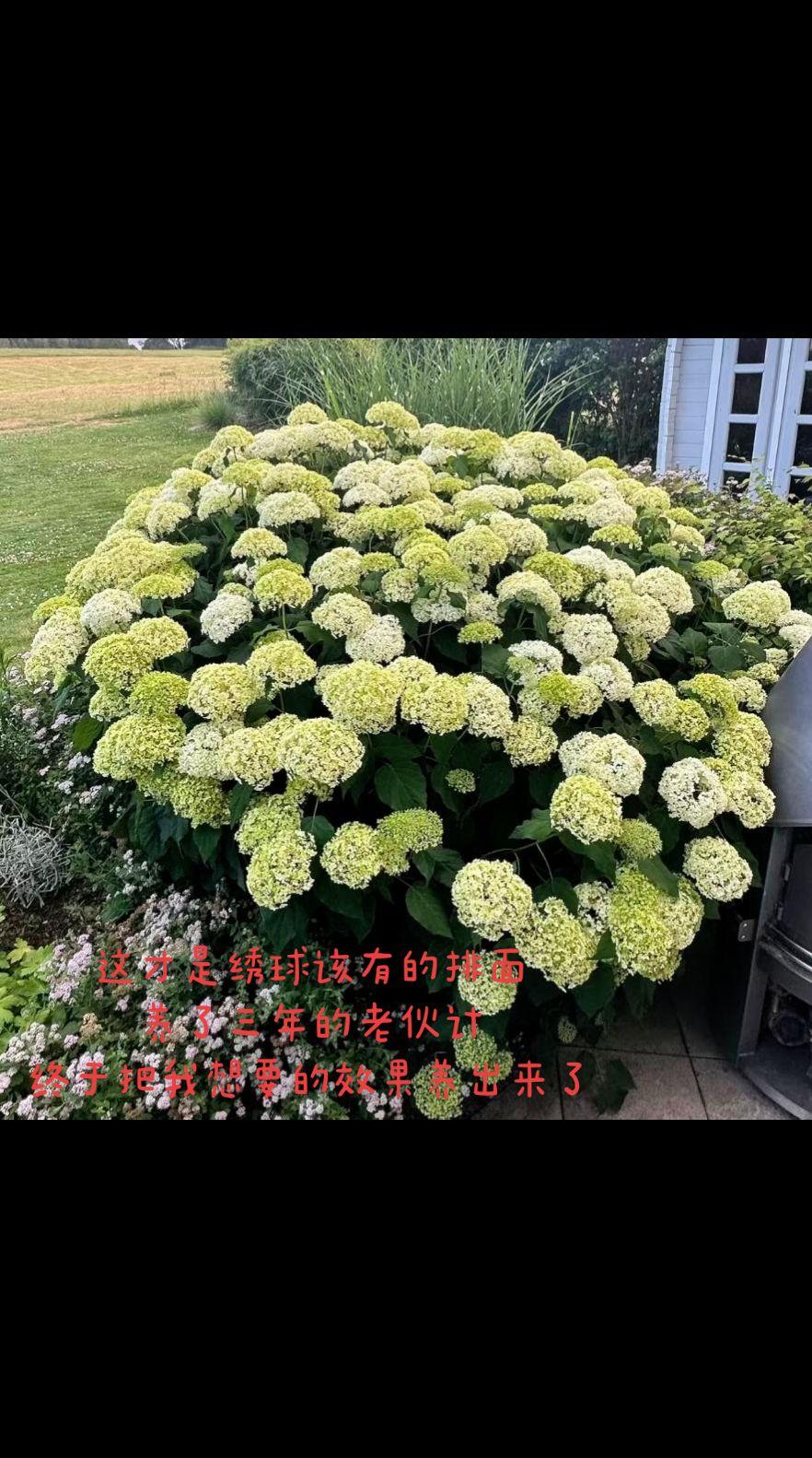 这才是绣球该有的排面
养了三年的老伙计
终于把我想要的效果养出来了