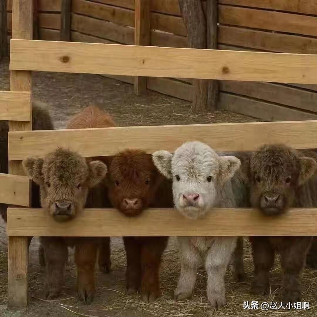 这觉被几只蚊子搞得睡得稀碎稀碎的。
半夜起来打死了两只吃的饱饱的，还有没找到的。