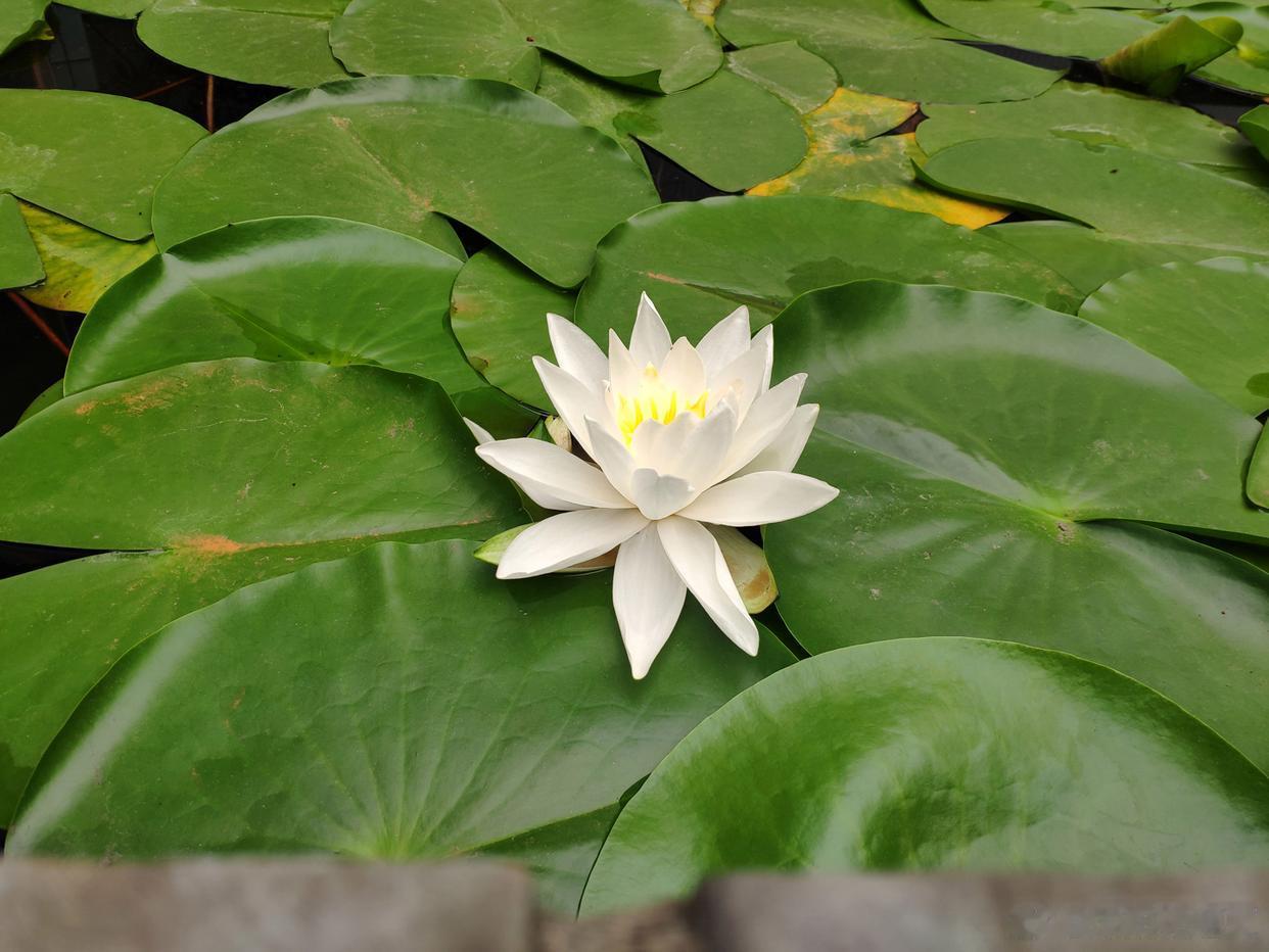 一池清荷，半夏温柔～ 