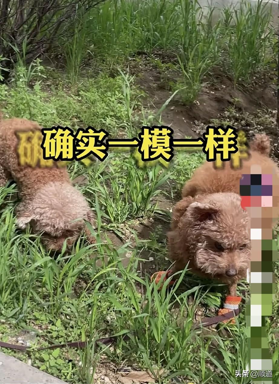 网友在外面带狗子玩，一转身，狗子不见了。
找了一圈儿，发现是一阿姨抱走了。
网友