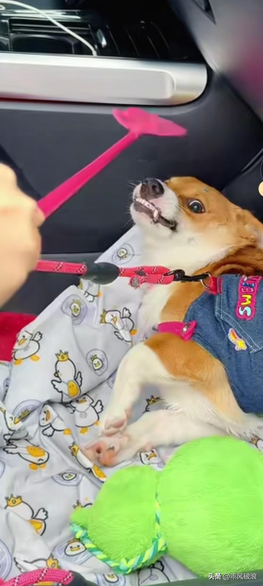 柯基犬天天龇牙咧嘴，这可不得了！在驾驶室里，主人就教训它，可它天天都不长记性，这