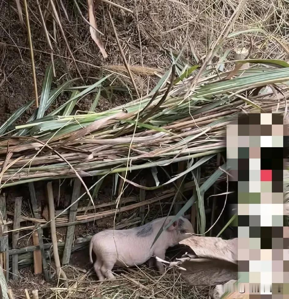 被猪队友带火的潘队，成为目前荒野求生“我和我的猪队友”最大的流量王。

潘队荒野