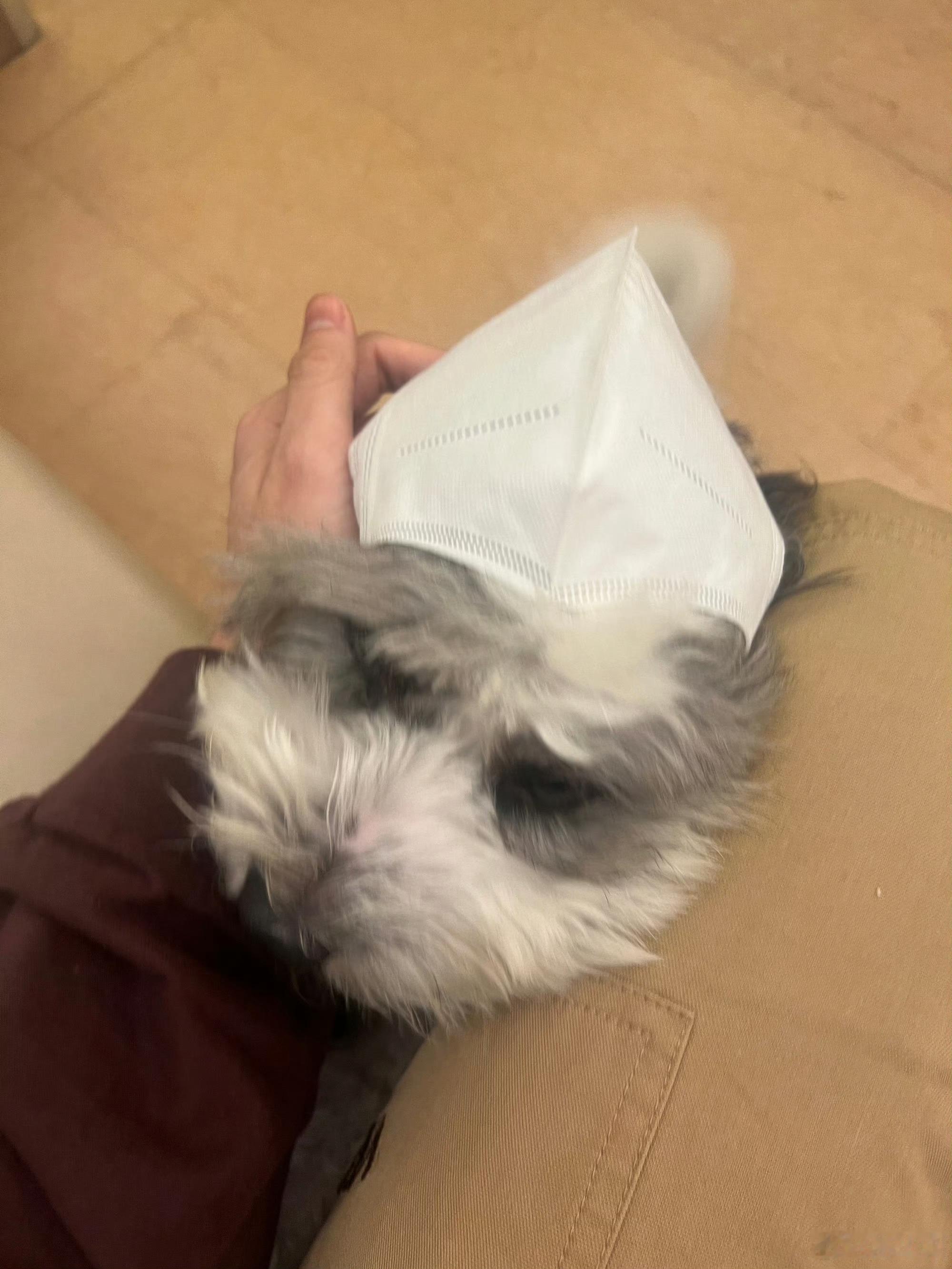 图里有一只聪明小猪 