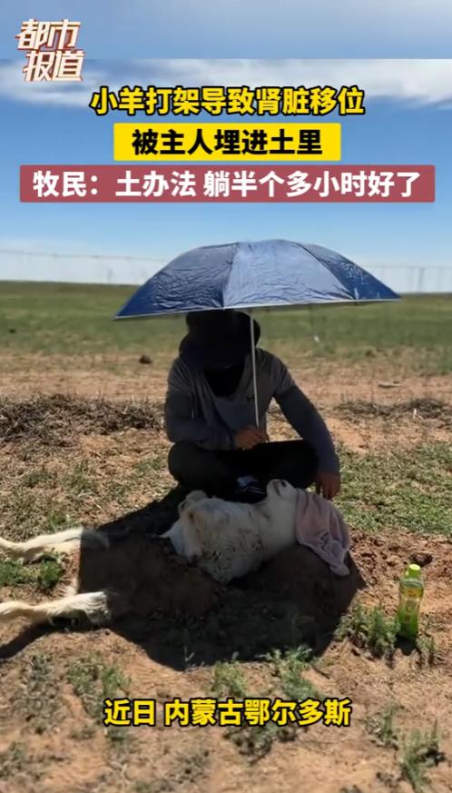 人怎么能这么聪明！近日，内蒙古，一男子家养的小羊打架，导致肾脏移位，为了让小羊康