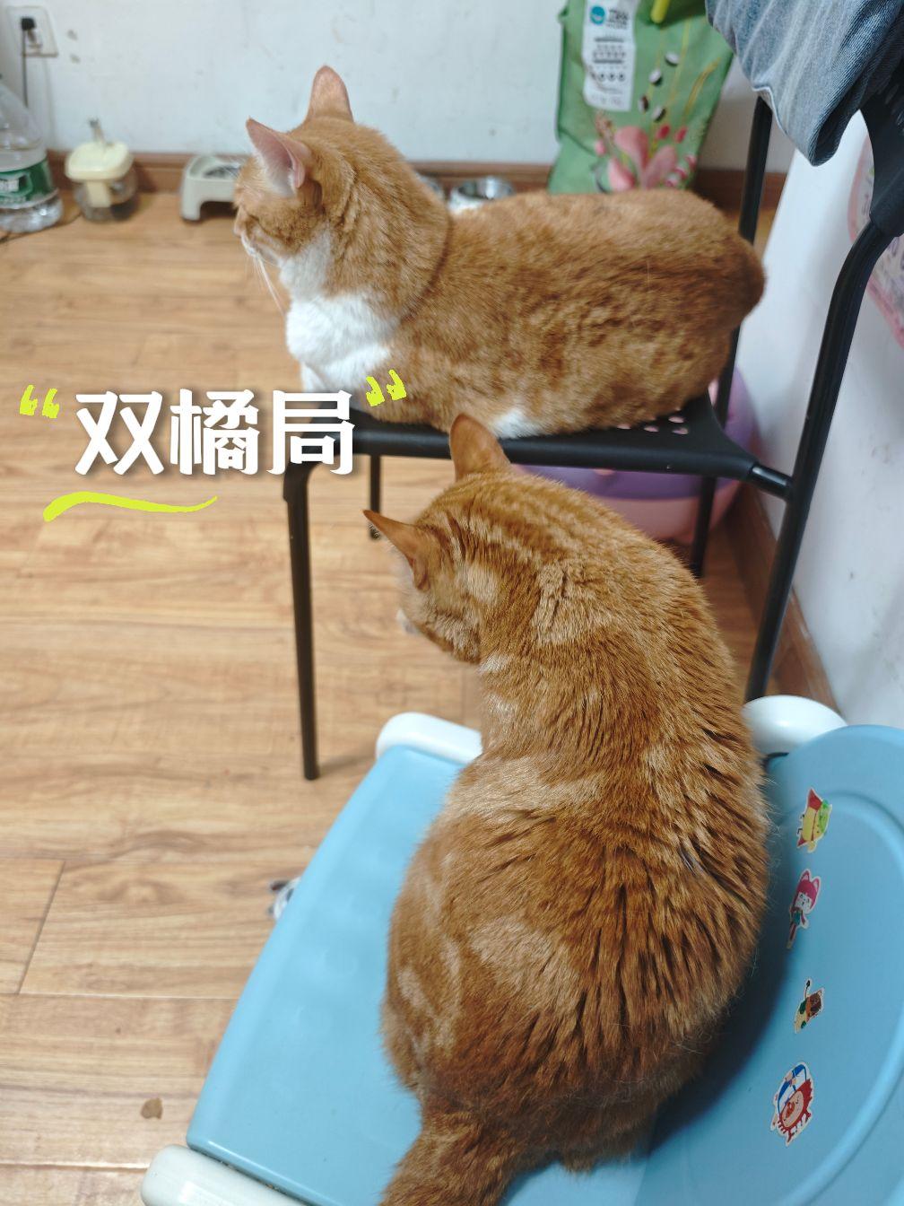我也不想高调，可是我有两只不同的大橘啊！！！！