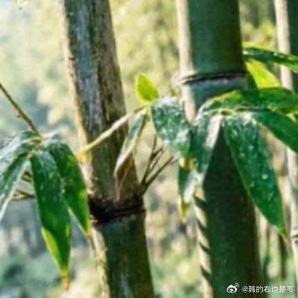 愿你始终拥有治愈一切的勇气，不被情绪裹挟，不被困难打倒。接纳不完美的自己，原谅生