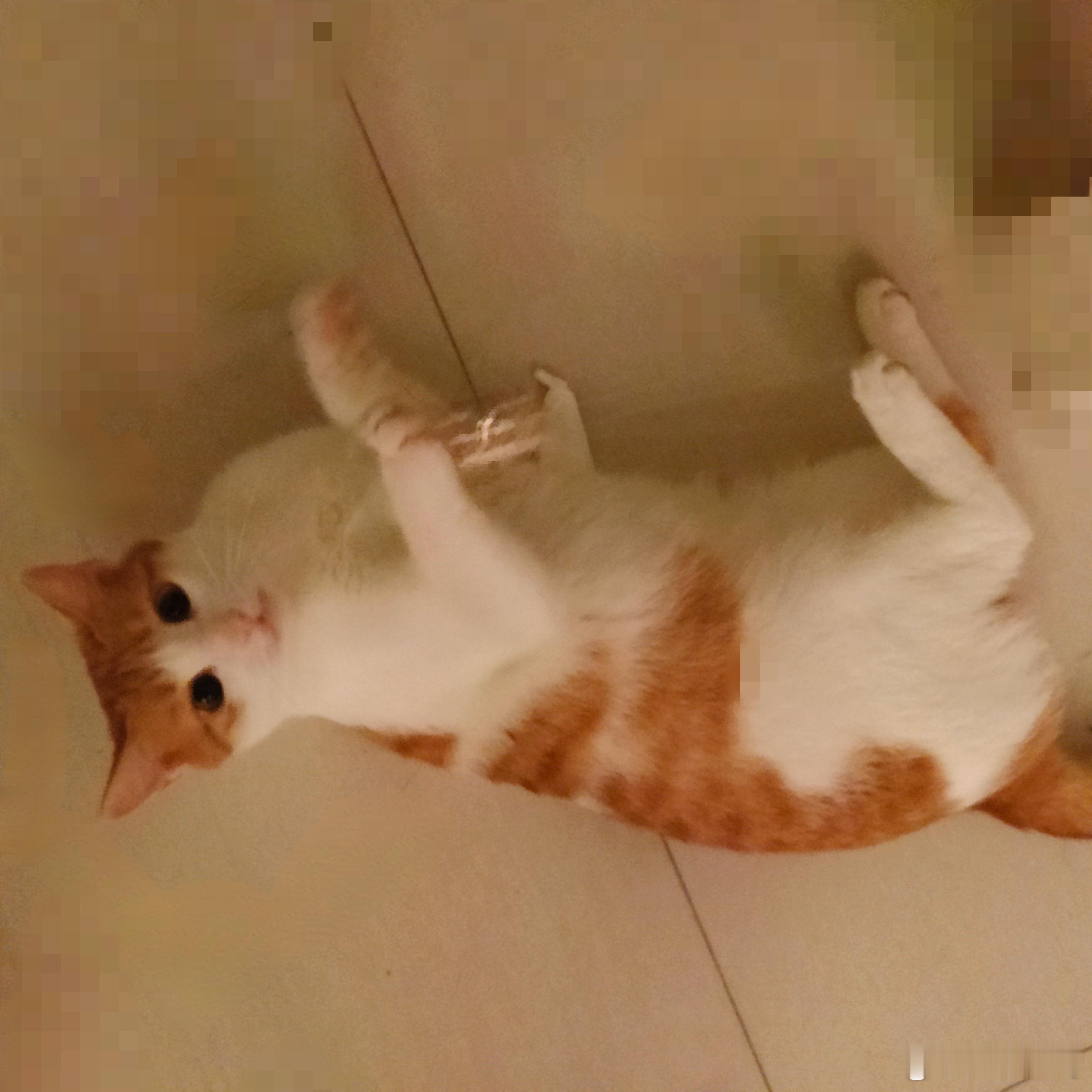 疑似伪猫？ ​​​