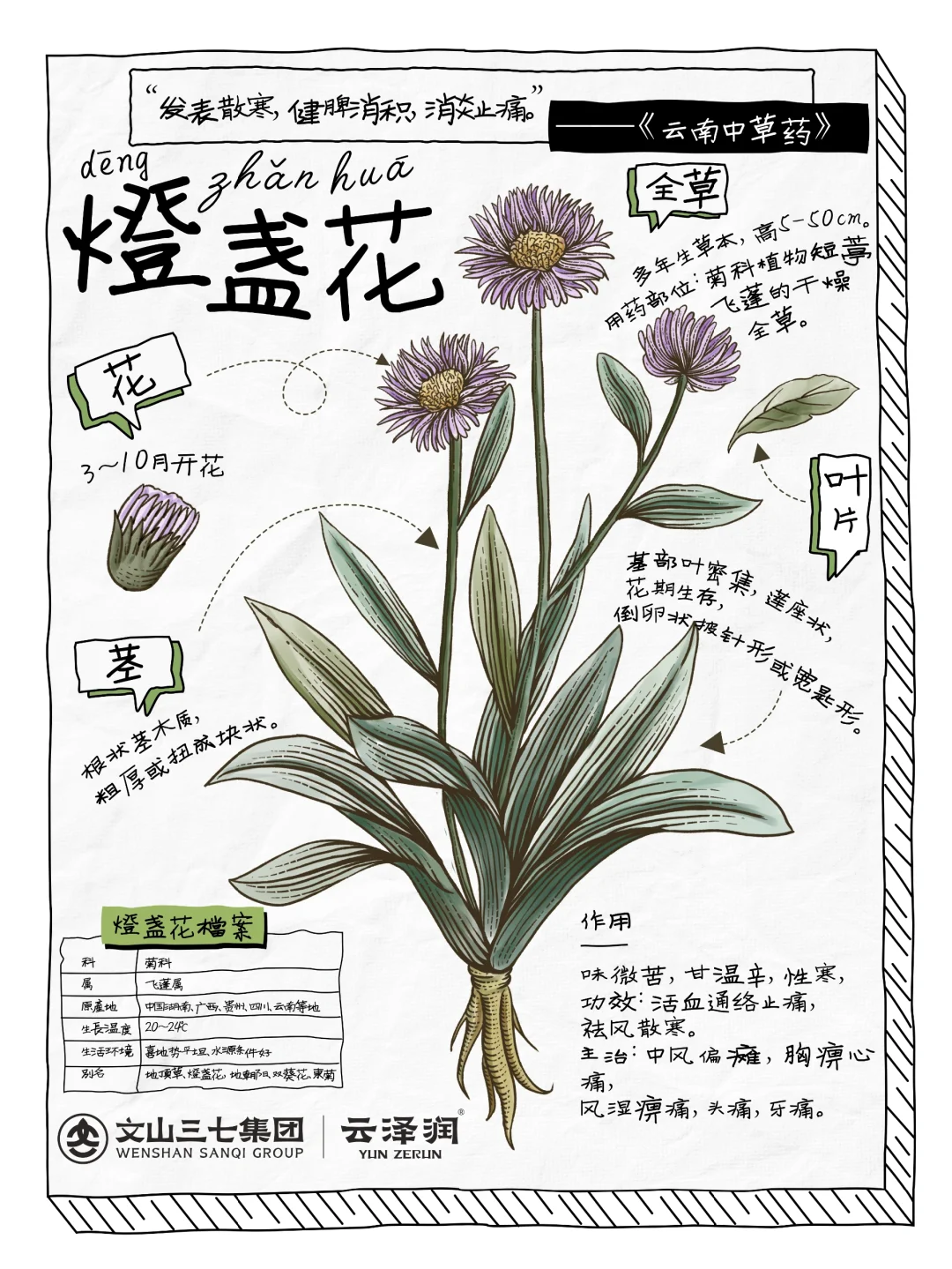 每天学习一味中药｜灯盏花