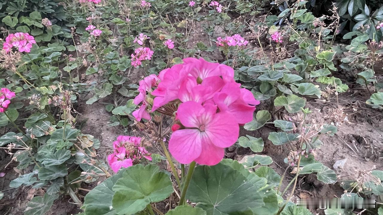 今日三吉：
第一吉：经过昨天的家长会和晚上和孩子沟通，孩子今天很乖没看电视，也不