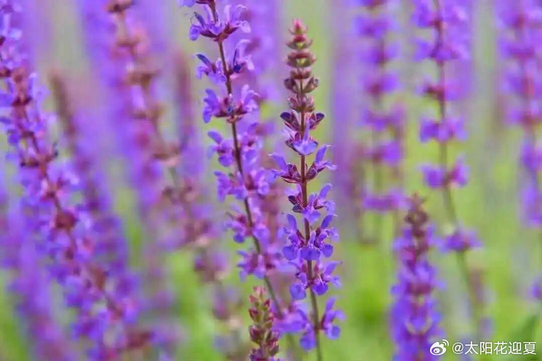 夏日常见，花开正好🌼寻美河南寻美中国