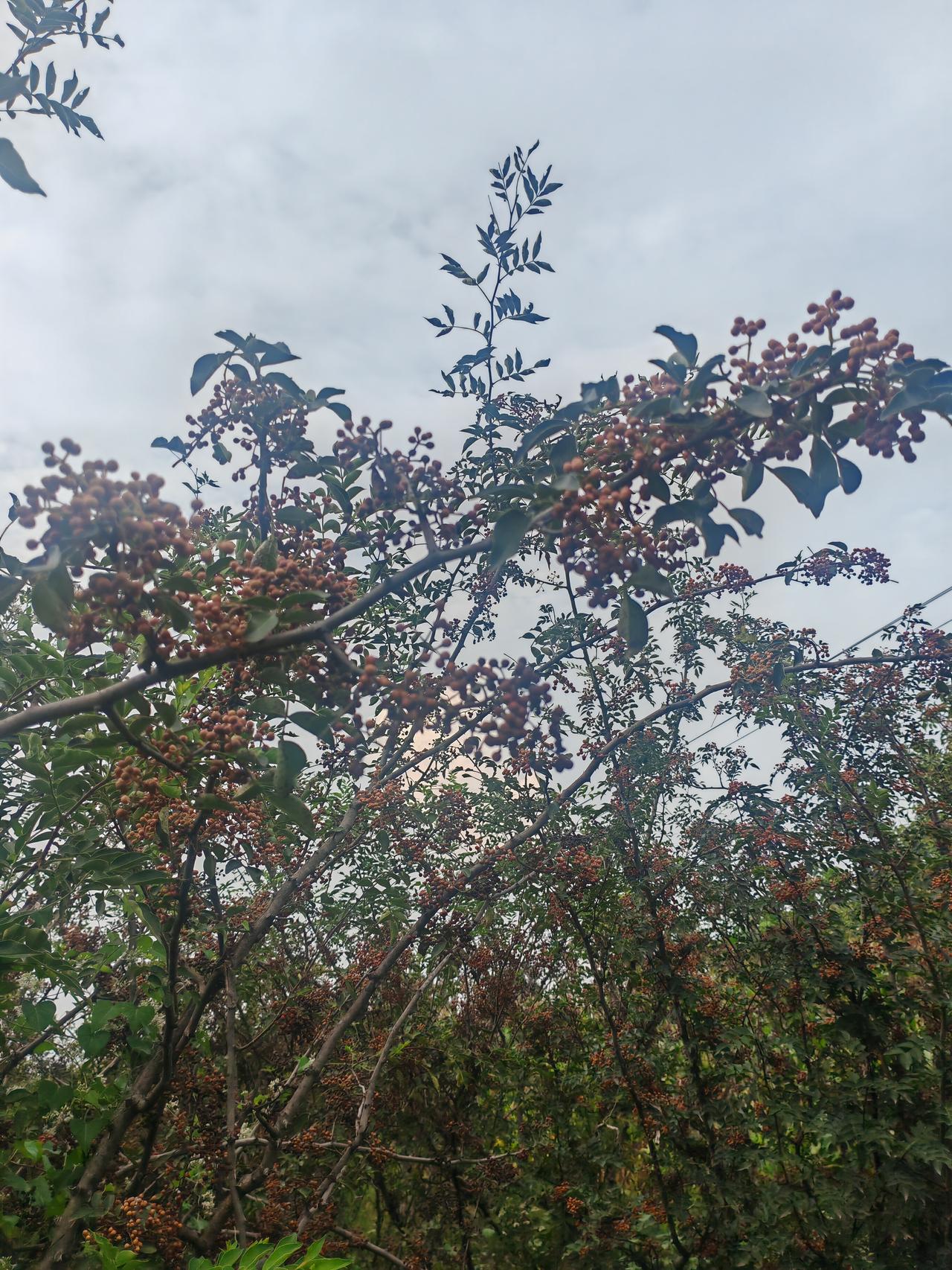 看看你相册里的树枝头缀满一簇簇青褐花椒，枝叶交错伸向灰蒙蒙的天际。山野间草木繁茂