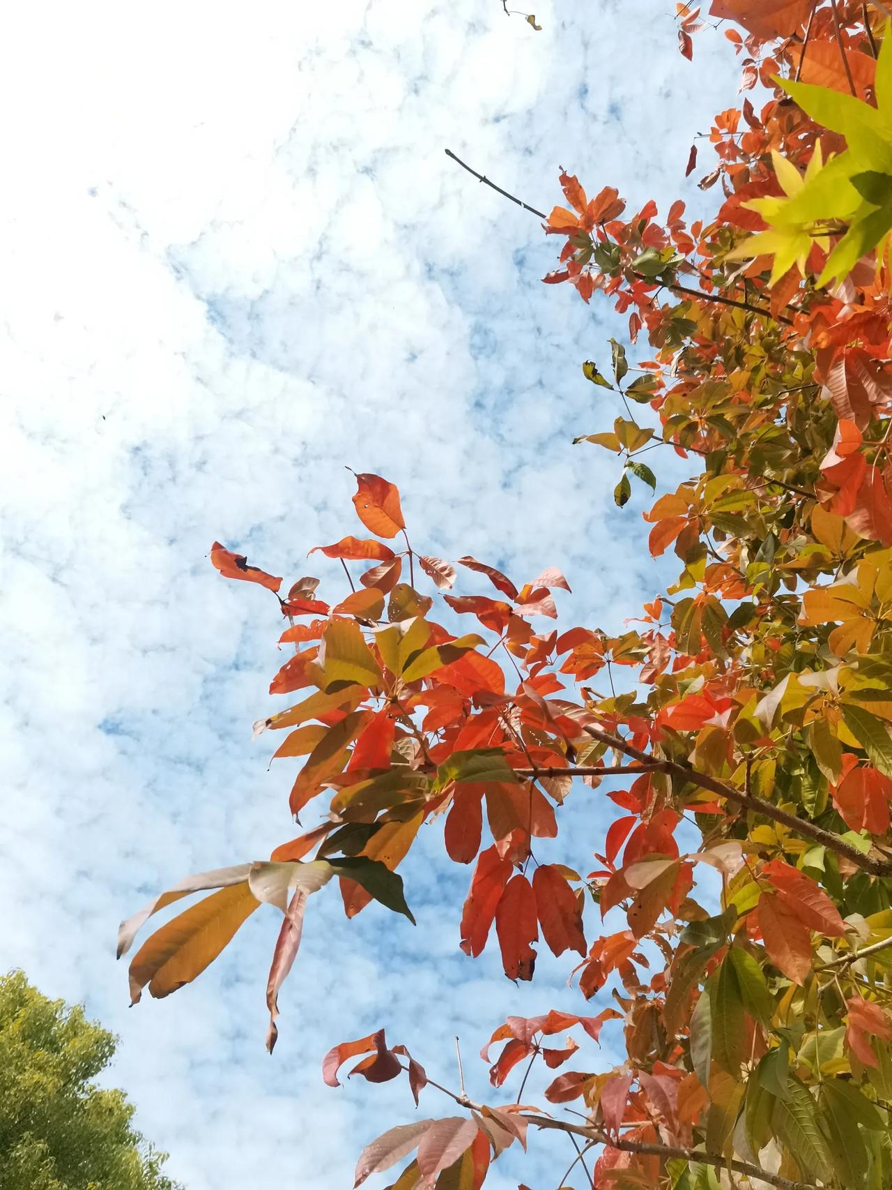 初冬的镇江焦山公园，从树叶间抬头看天，发现天空是彩色的[大笑]