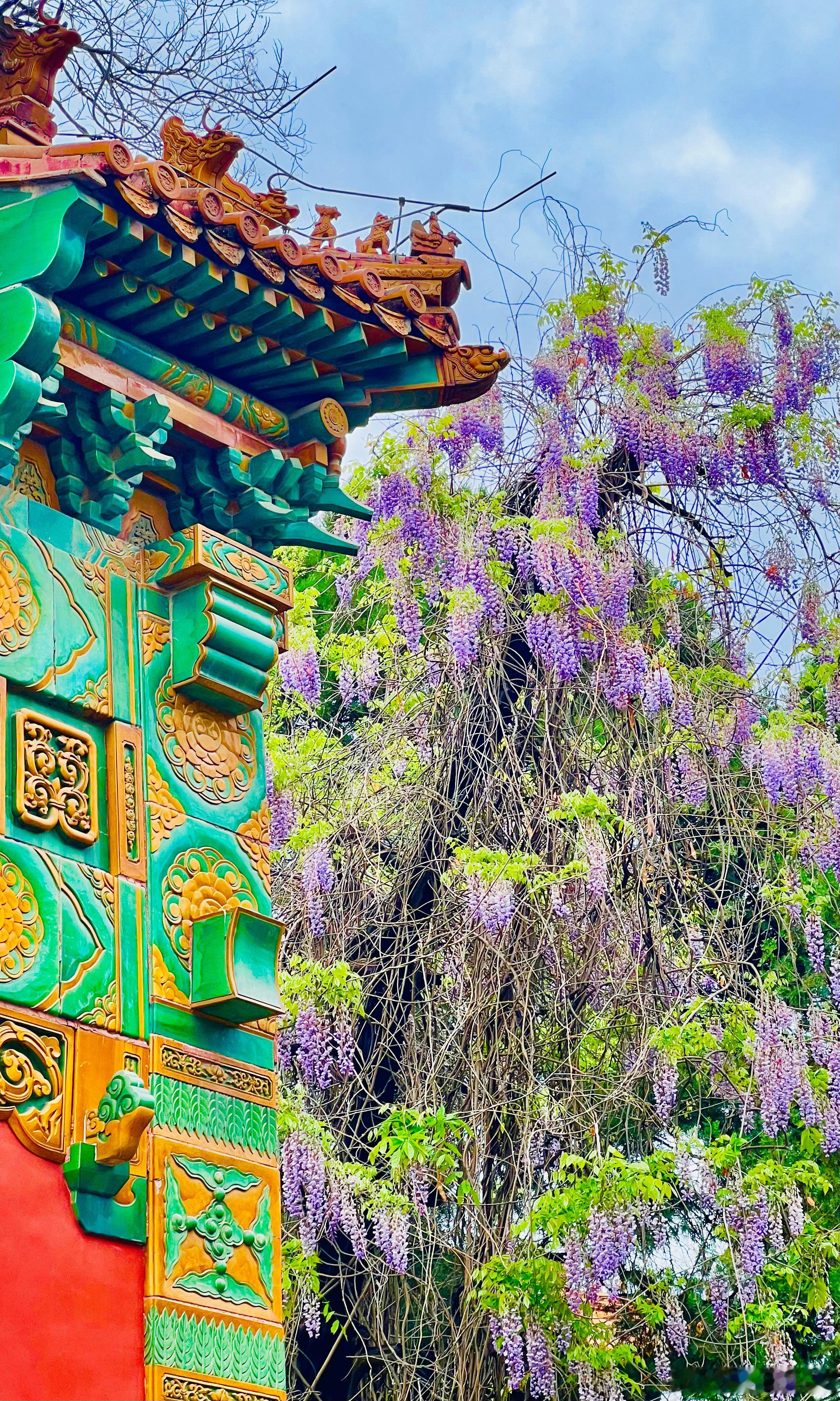 北京孔庙 紫藤花开  摄影​​​
