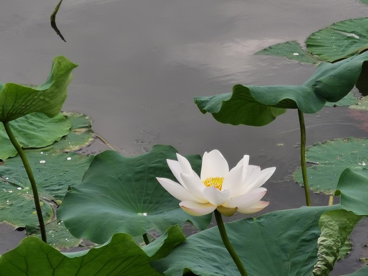 今天，洋泾湖北侧荷塘白莲开始冒头了，看样子白莲比普通荷花开得晚。白莲 白莲花 荷