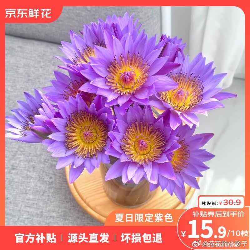 JD 自营 鲜花紫色睡莲10枝，【15.9】 京东鲜花10枝紫色睡莲鲜花水养插花