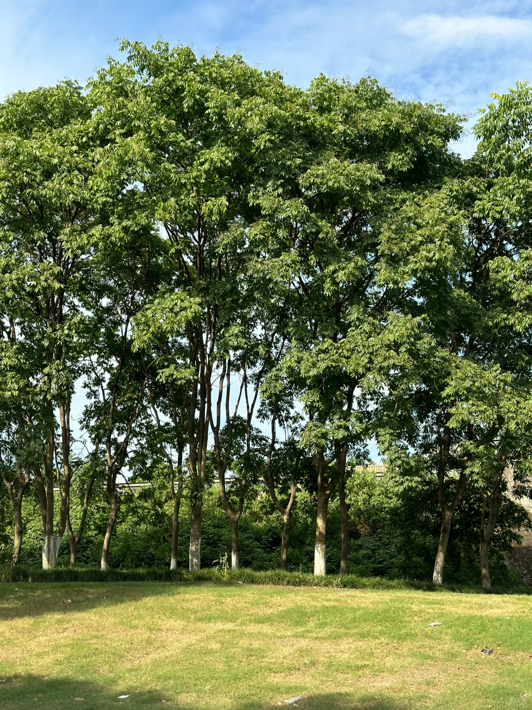 是夏天的味道🌳