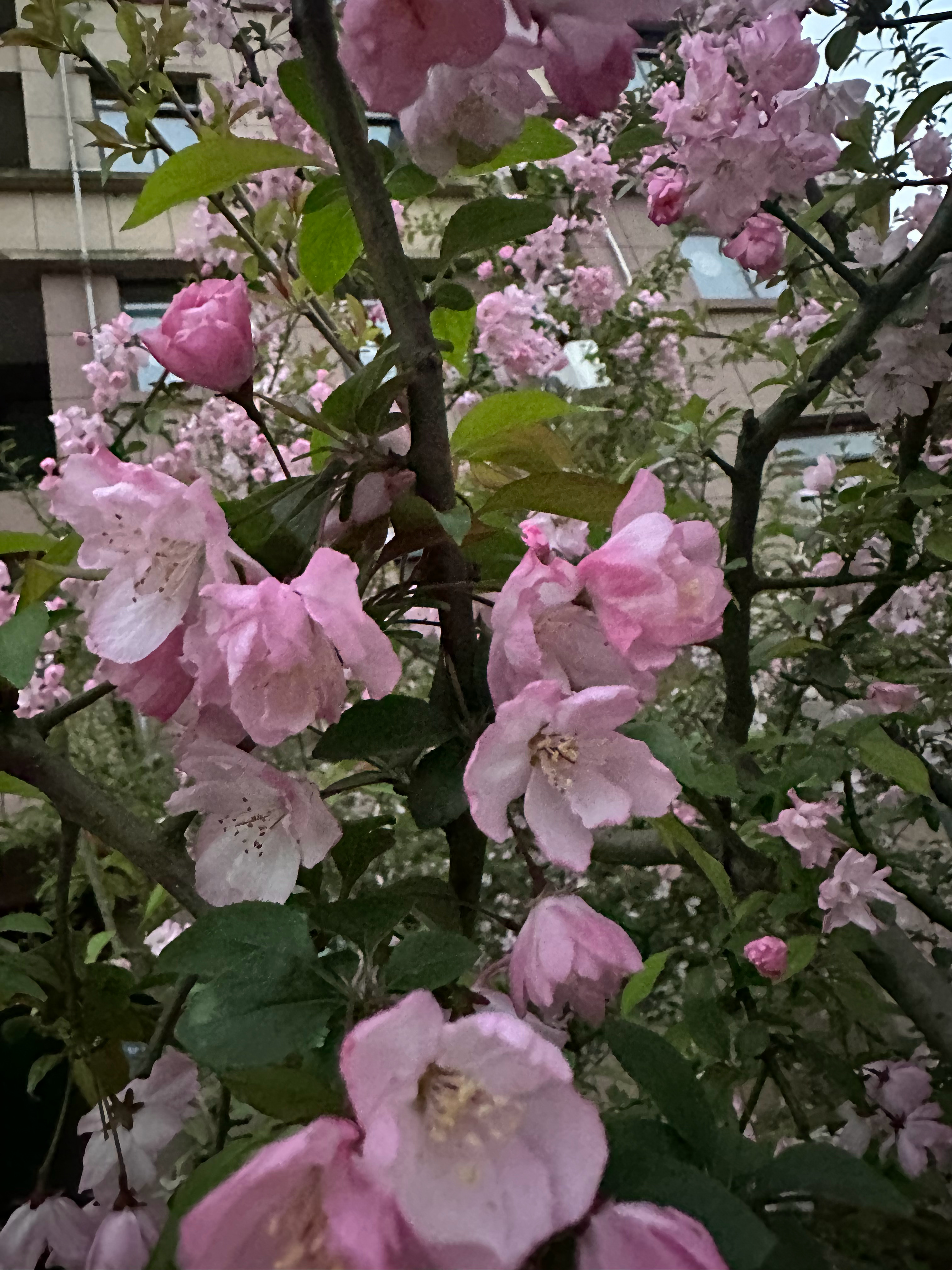 •˶ɞ˶•阳光正好，微风不燥，不负好时光，早安 