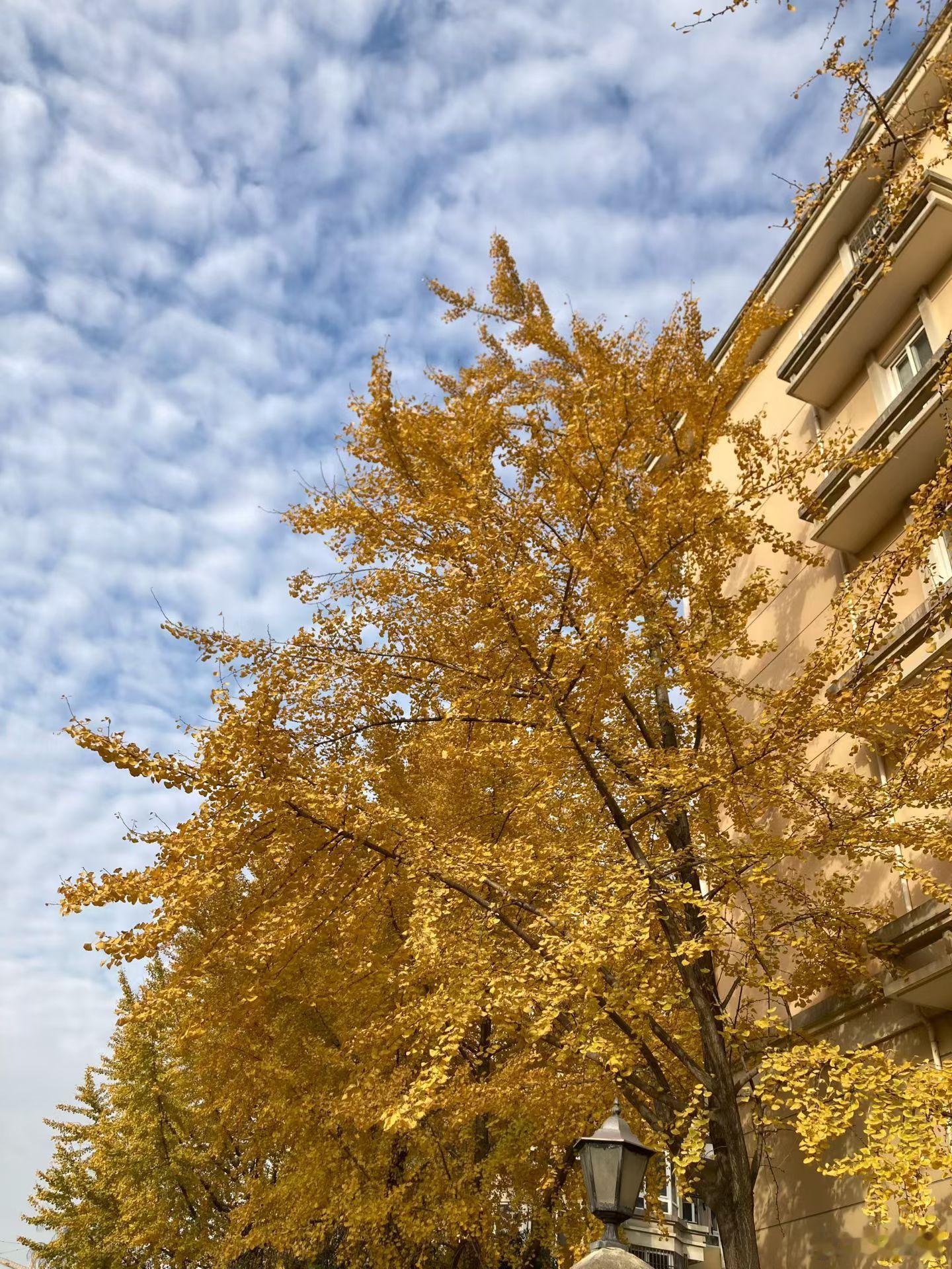 时光鎏金，杏好有你🌞 