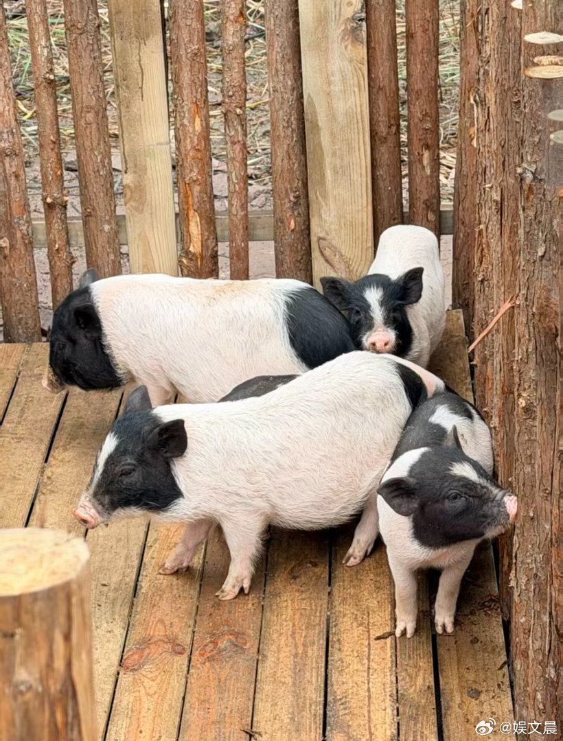 徐若晗去桃花坞养猪了徐若晗也太接地气了吧！在桃花坞喂猪、陪小猪玩，完全没有明星架