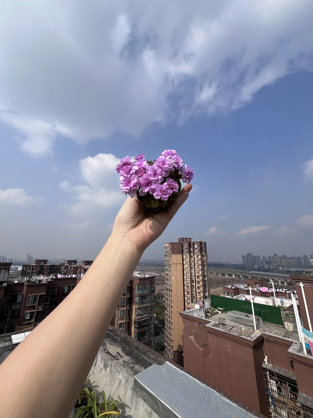 几颗迷你球没想到开这么好