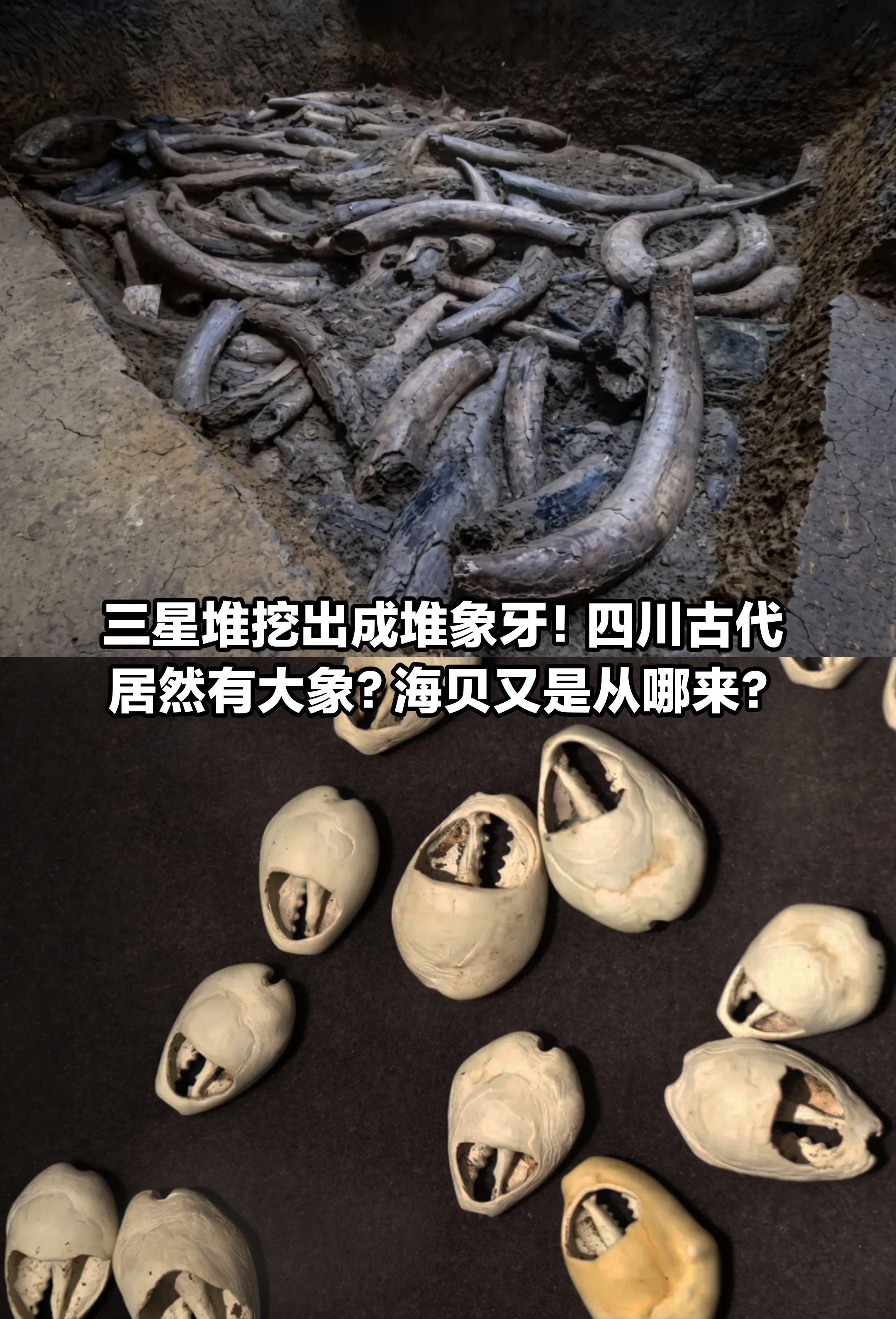 三星堆挖出成堆象牙！四川古代真有大象吗？      三星堆祭祀坑，出土...