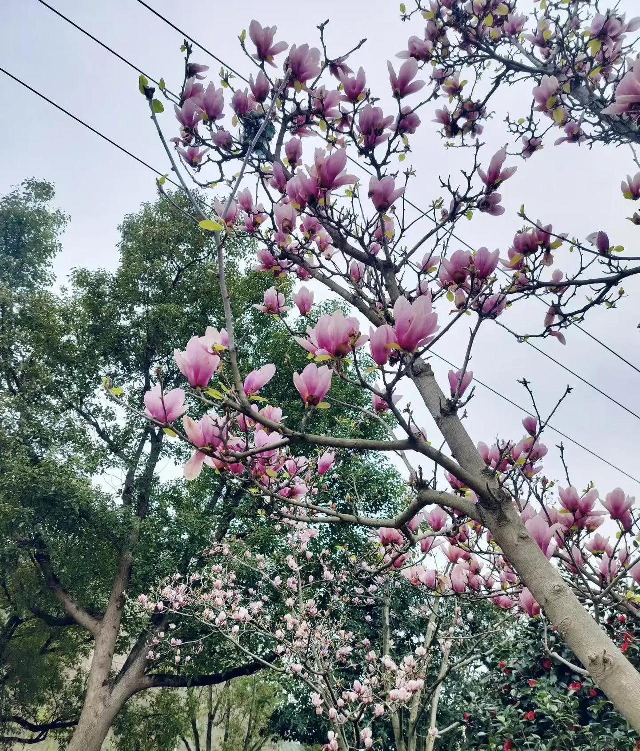 2025年全国离婚登记飙到274万对，离结比直逼近六成！可可怕的是，很多婚姻从一