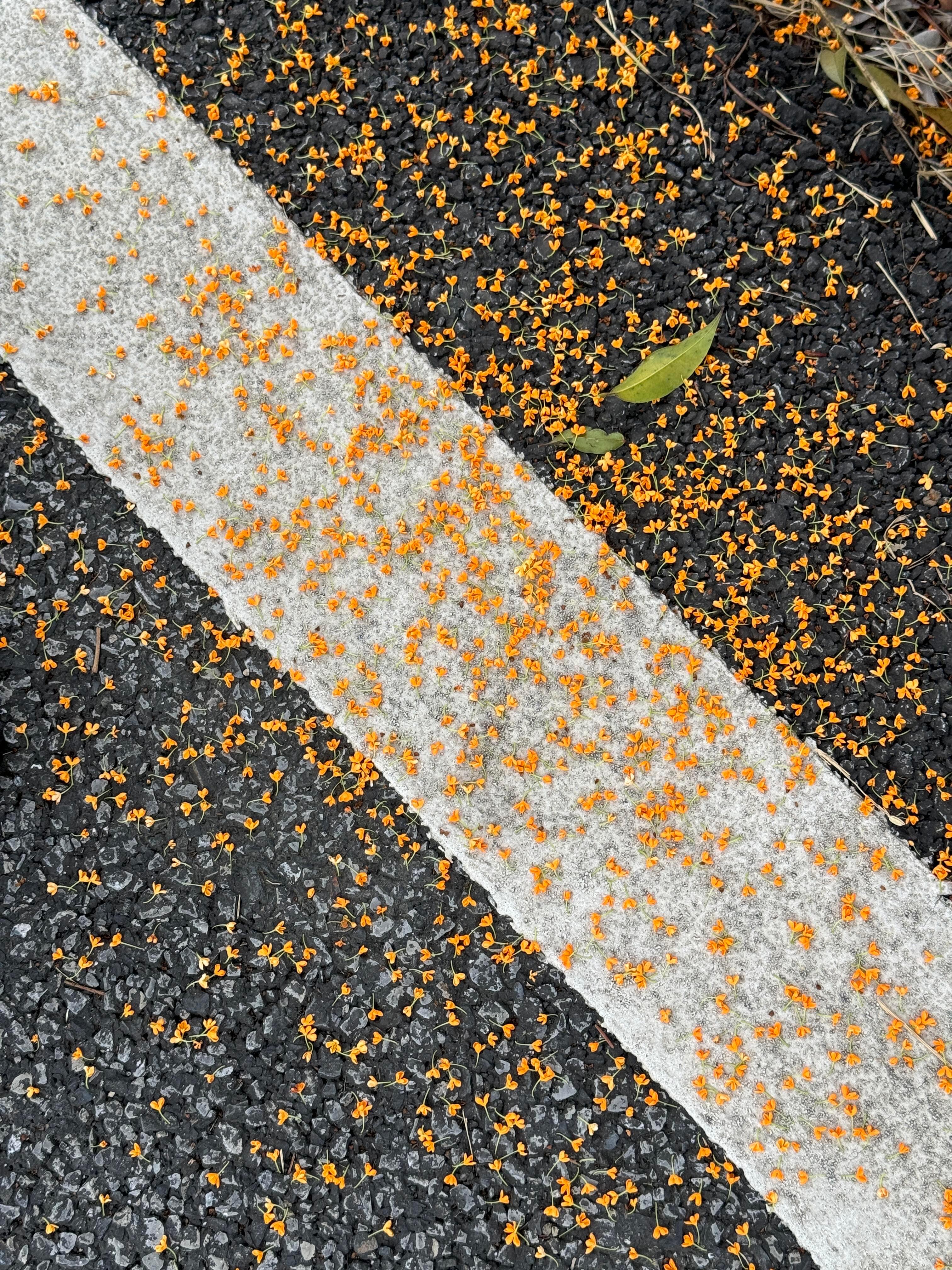 风一吹,整个秋天都是甜的。 ​​​