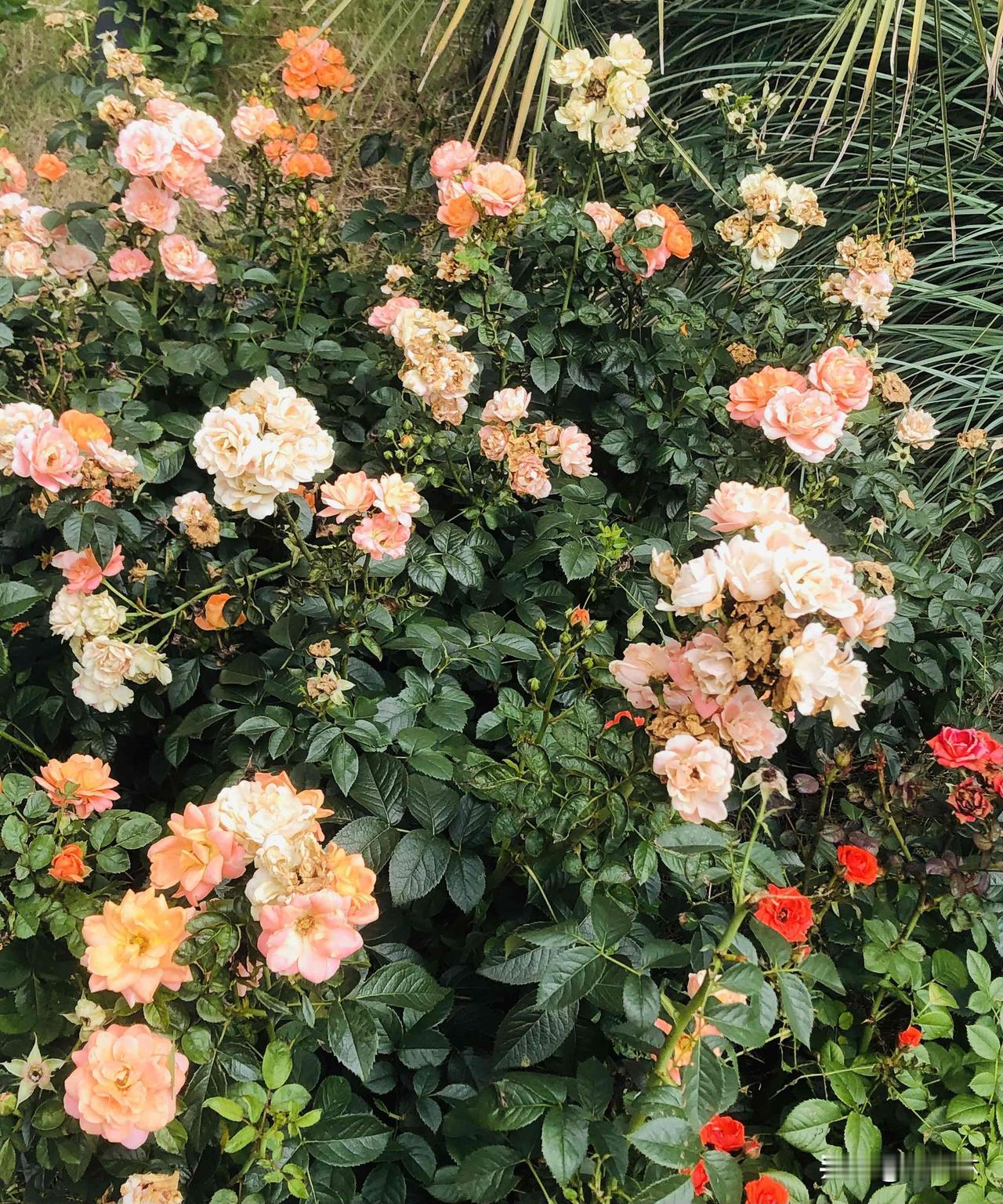 夏日生活打卡季夏日路边的月季花开得热闹极了，暖橙、浅粉、艳红交织在一起，层层花瓣