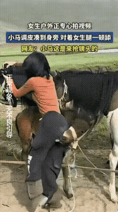 女生正在聚精会神地拍摄，小马驹兴奋的发现了一个可以吃到盐的地方，不用跋山涉水，赶