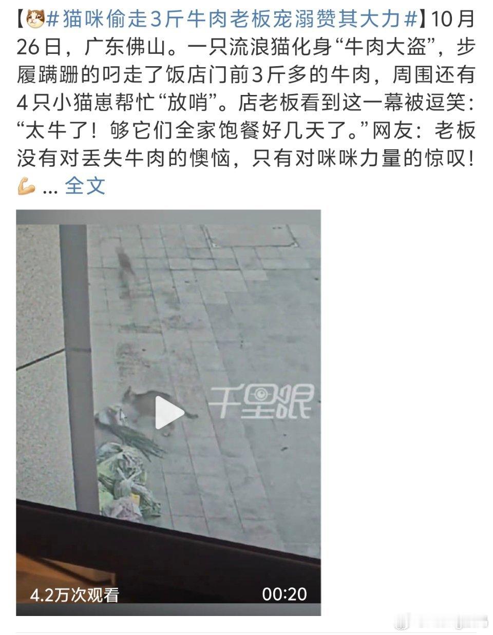 猫咪偷走3斤牛肉老板宠溺赞其大力猫好人更好三斤牛肉可不是谁都会舍得的 ​​​